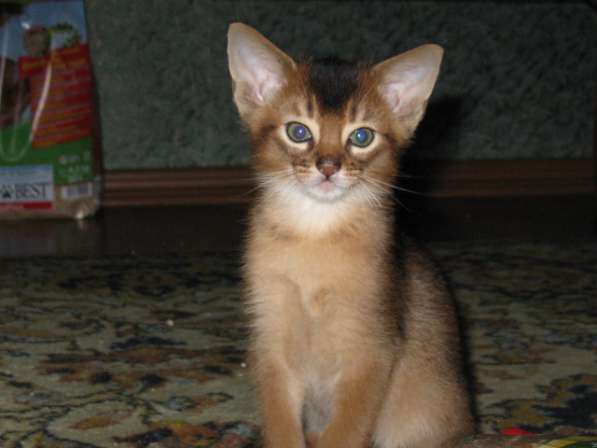 Продажа АБИССИНСКИХ котят в Дмитрове фото 18