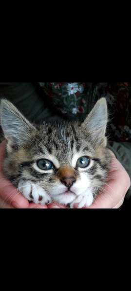 Очаровательный котенок в фото 5