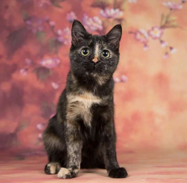 Котенок девочка в добрые руки в Москве фото 3