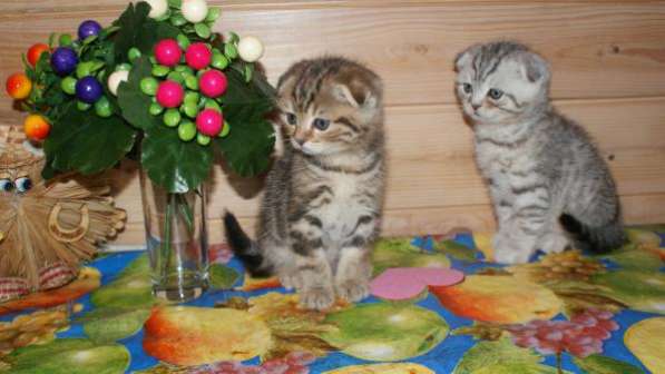 Шотландские красавчики в Москве фото 4