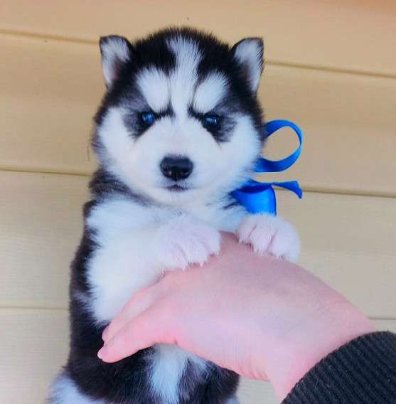 Голубоглазые черно-белые собачки хаски