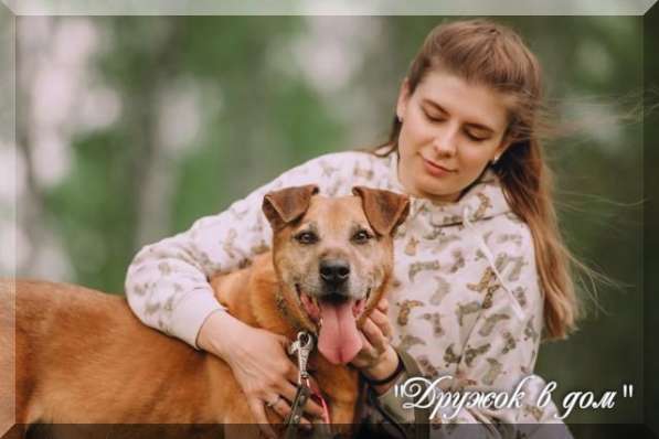 Собаки и щенки, кошки в добрые руки в Москве фото 8