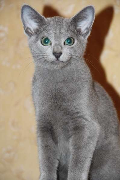 Русские голубые котята с европейскими родословными в Москве фото 5