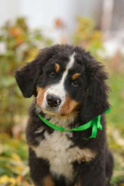 Щенки Бернский зенненхунд в Тольятти фото 5