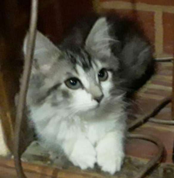 Кошка в добрые руки в Калуге фото 36