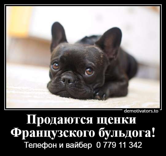 Очаровательные щеночки французского бульдога в фото 28