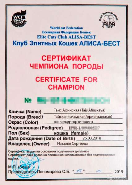 Клубные тайские котята в Калининграде фото 3