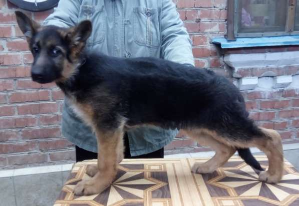 Щенок немецкой овчарки в Краснодаре фото 20