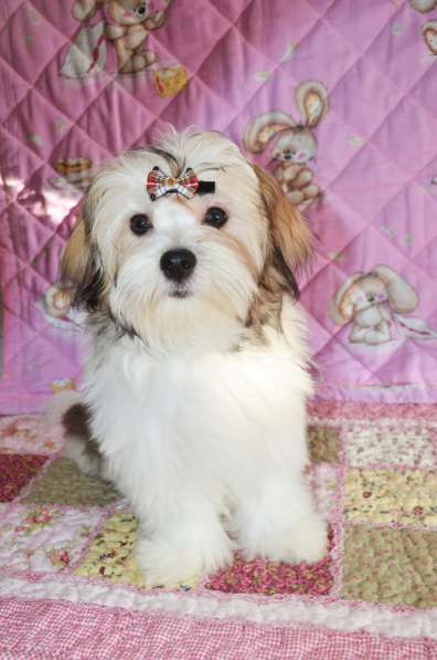 Щенок болонки девочка в Москве фото 5