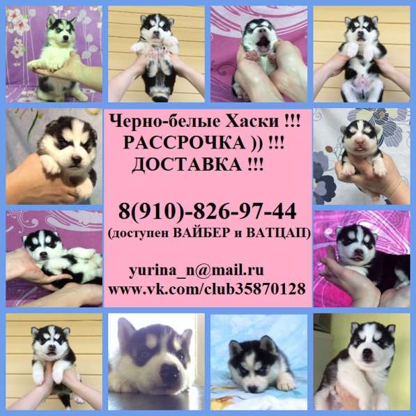 Черно-белые. голубоглазые щеночки хаски в Великом Новгороде