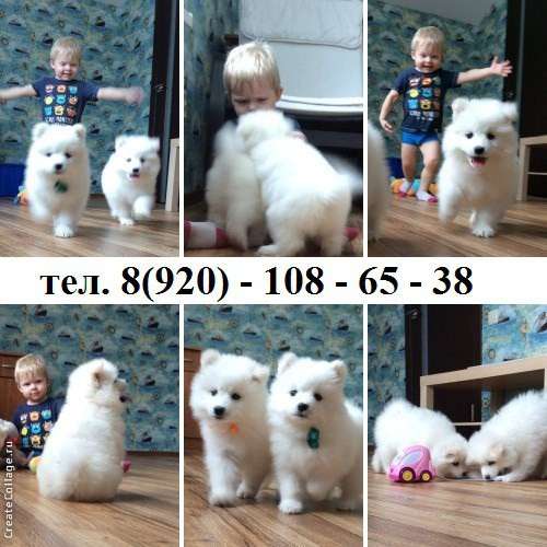 Щеночки самоедкой лайки в Чебоксарах