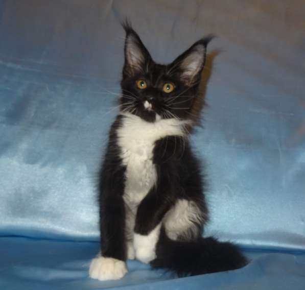 Лексус котик мейн кун в Москве фото 17