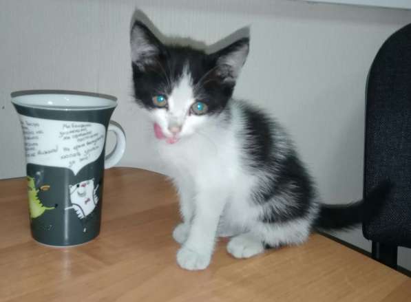 Кошечка Фифа в добрые руки в Ставрополе фото 19