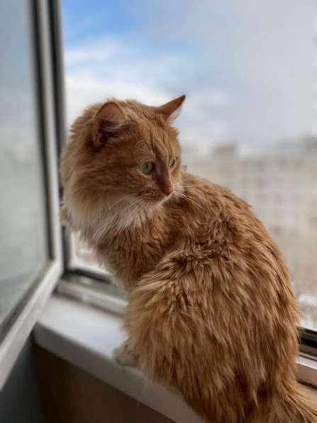 Рыжуля – кошка сложной судьбы. В поисках дома! в Москве фото 4