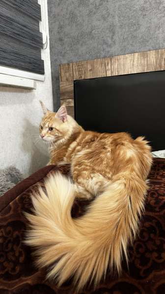 Мейн-кун котята, Ташкент, ищу перекупщика или посредников в фото 3