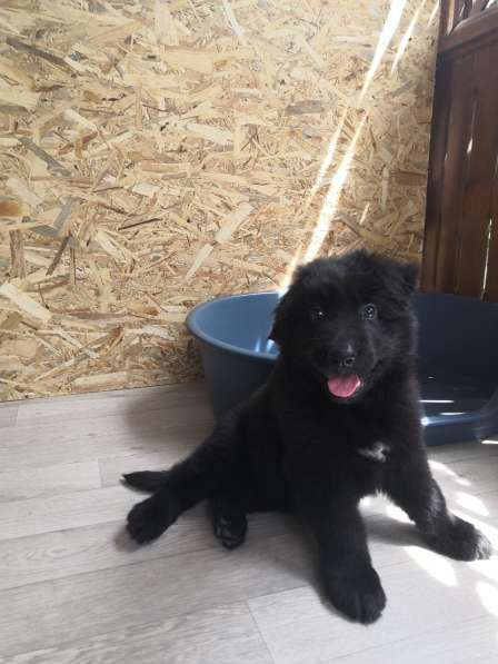 Черный щенок немецкая длинношерстная овчарка в Алуште фото 14