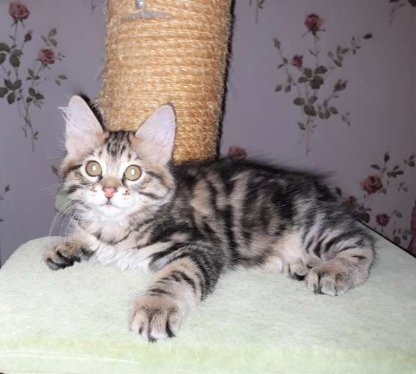 Котята курильский бобтейл в Фрязине фото 9