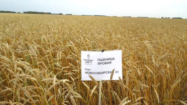 Пшеница продовольственная 3-й класс в мешках по 50кг в 