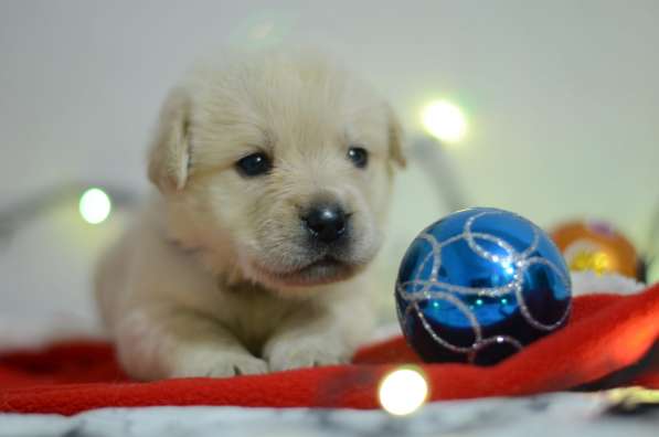 Щенки лабрадора ретривера в фото 28