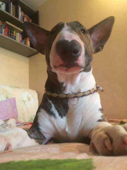 Standard Bullterrier. Female в Санкт-Петербурге фото 11