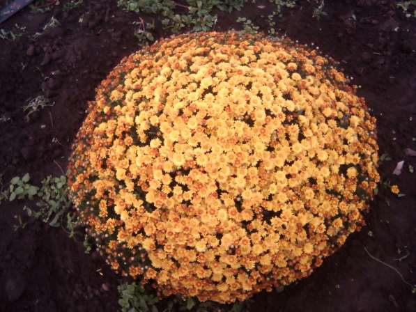 Шаровидные хризантемы в Майкопе фото 3