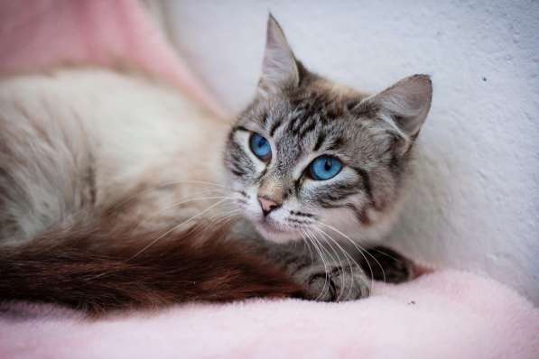 Молодая кошечка Барселона в добрые руки в Москве фото 6