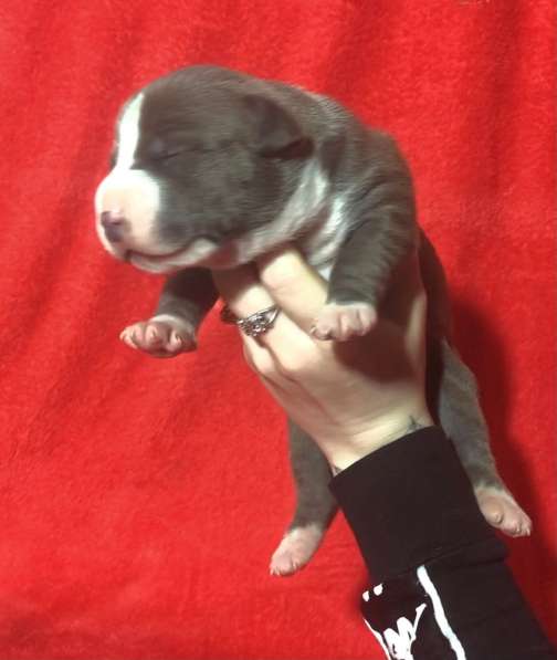 Голубые парни Амсттаффа от чемпиона резерв ркф в Москве фото 22