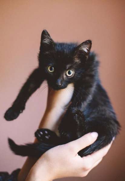 Котенок чертенок ищет дом