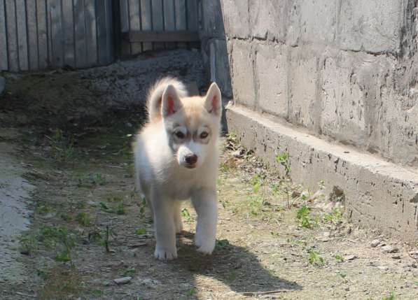 Продажа щенков Хаски в Новосибирске фото 24