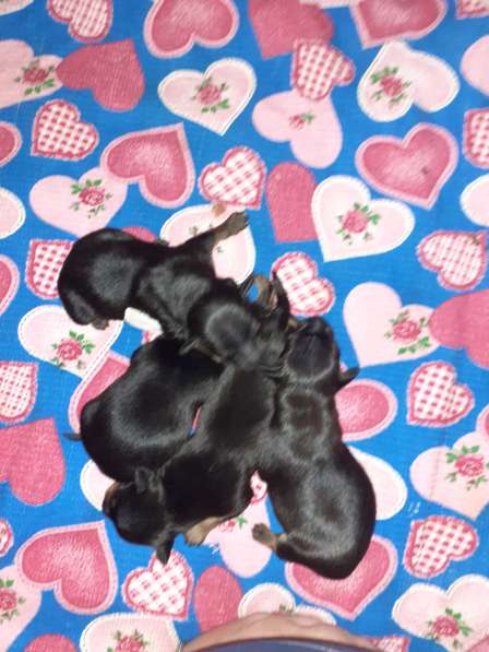 Той терьер щенки в Москве фото 6