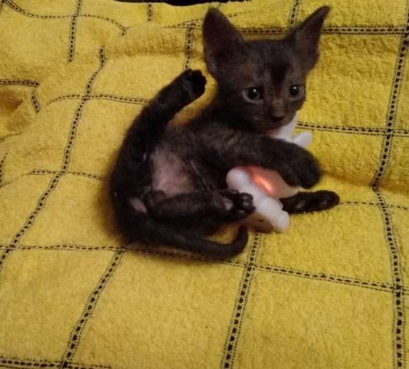 Кудрявые эльфы, каракулевые, элитные котята Девон-Рекс в Санкт-Петербурге фото 43