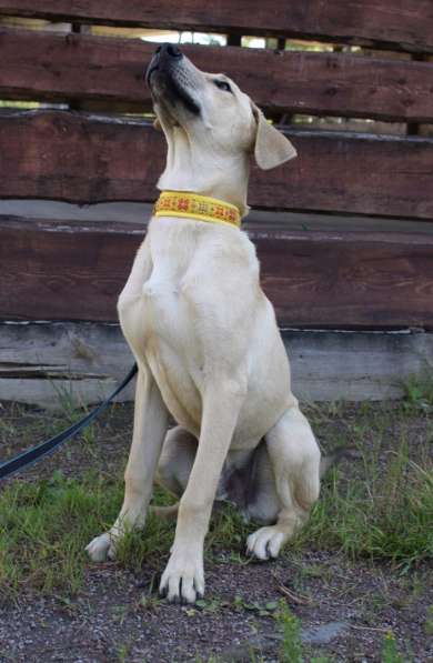 Пес-красавчик изабеллового окраса в Санкт-Петербурге фото 9