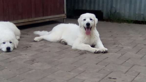 Щенки Мареммо-Абруцкая Овчарка в Краснодаре фото 19