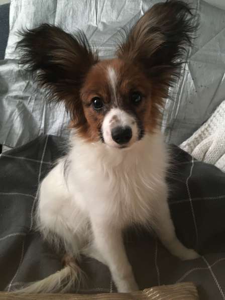 Папильон (Папийон) щенок в Твери фото 12