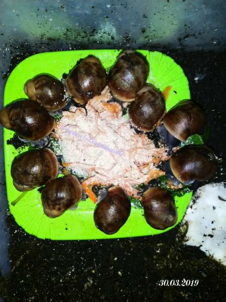 Улитки Archachatina Marginata Marginata f2 в Хабаровске фото 3