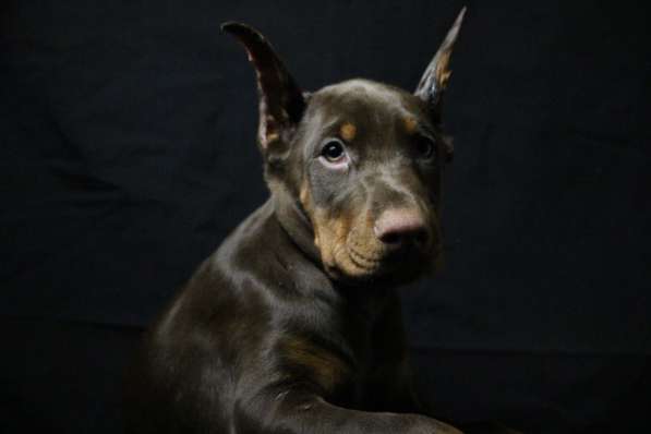 Doberman