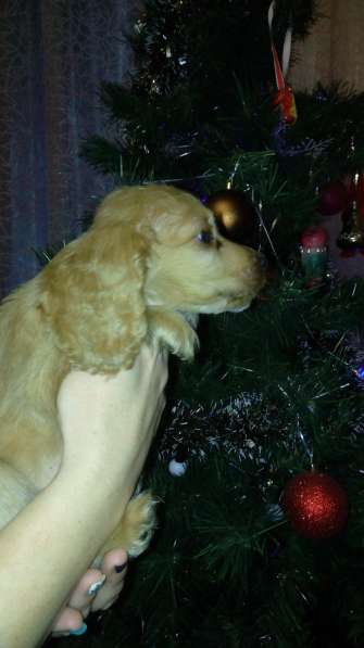 Продам щенка в 