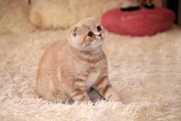 Британские котята элитных кровей в Санкт-Петербурге фото 8