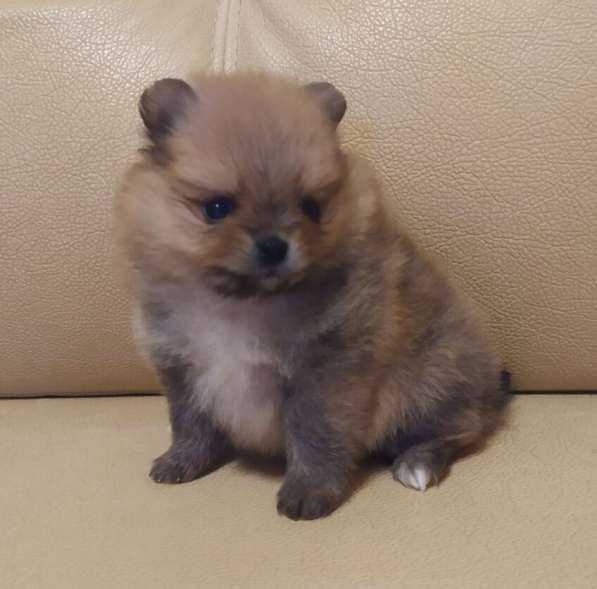 Померанский шпиц, миниатюр девочка удача!