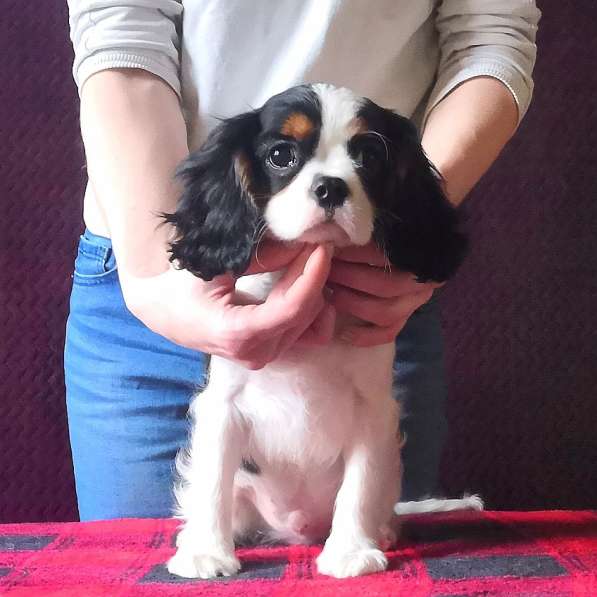 Кавалер кинг чарльз спаниель