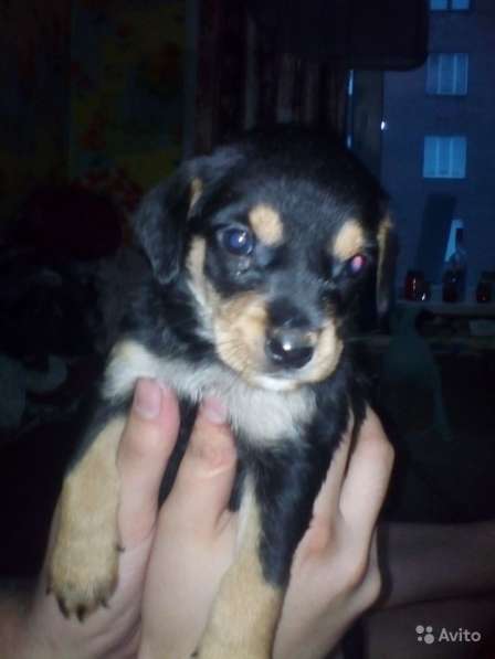 Отдаем щенят в хорошие руки в Новокузнецке фото 12