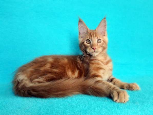 Апельсинки к Новому Году в Рязани фото 19