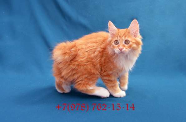 Котенок породы Курильский бобтейл в Ялте фото 3