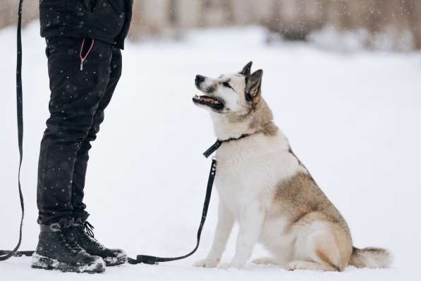 Суперактивная Халва в Москве фото 16