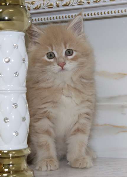 Рыжие Мейн куны в фото 22