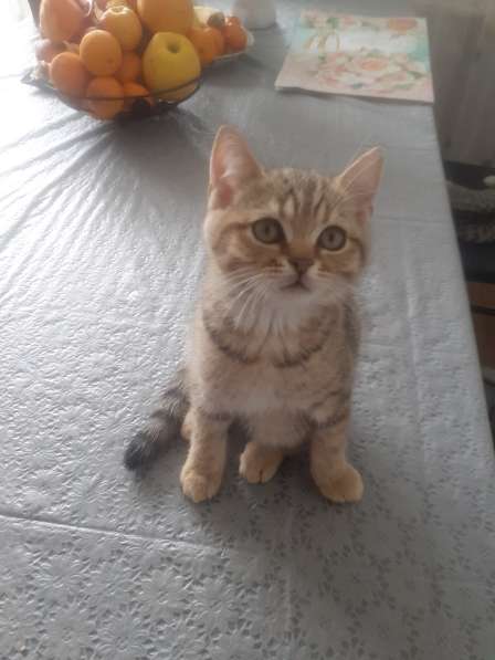 Британские котята в фото 17