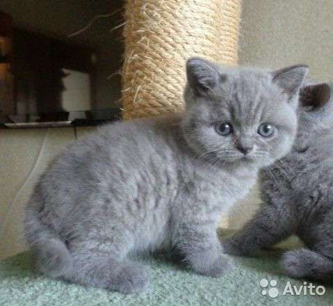 Котята -вислоухие и прямоухие