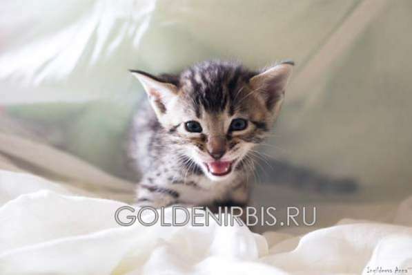 Котята Саванна в Москве