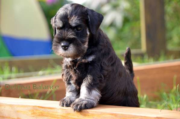 Шикарные щенки цвергшнауцера окраса черный с серебром в фото 6