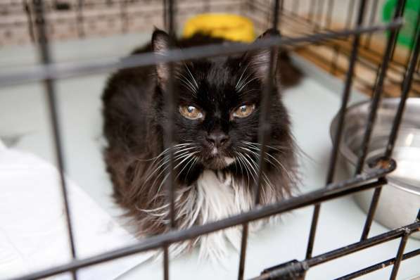 Яркая Блёстка ищет лучшего друга в Москве